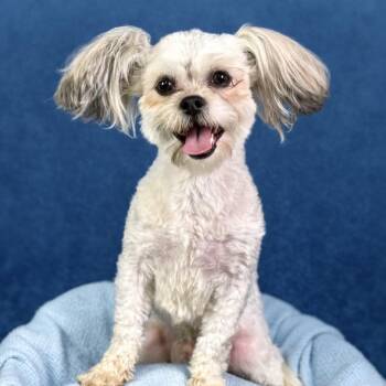 Shih Tzu Dogs Available for Adoption in Hondo, Texas - Teddy And Bunny: Bonded Pair | PetCurious