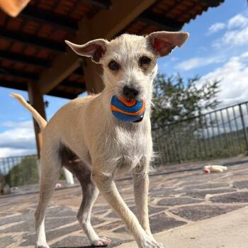 Sophia -  Chihuahua and Terrier Dog for Adoption in Sherwood, Oregon - Sophia | PetCurious