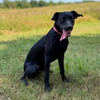 Scorpio -  Labrador Retriever and Australian Shepherd Dog for Adoption in Caldwell, Texas - Scorpio | PetCurious
