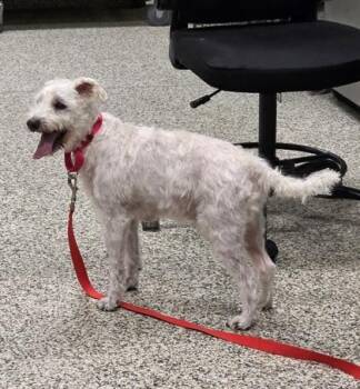 Keoki -  Mixed Breed Dog for Adoption in Fairfax, Virginia - Keoki | PetCurious