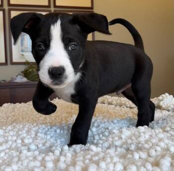 Black Labrador Retriever Dogs Available for Adoption - Bongo | PetCurious