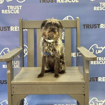 DELANEY -  Terrier and Mixed Breed Dog for Adoption in Waterford, New Jersey - DELANEY | PetCurious