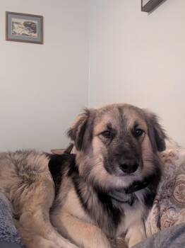 Jensen -  German Shepherd Dog and Husky Dog for Adoption in York, Pennsylvania - Jensen | PetCurious