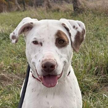 Rescue Pointer Dogs for Adoption in Washington, Pennsylvania - Shiner | PetCurious