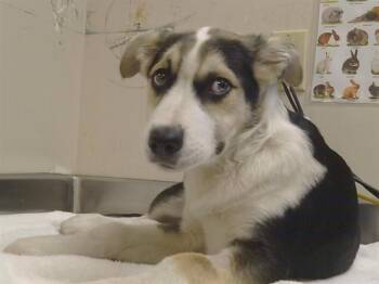 KRYPTO -  Siberian Husky and Mixed Breed Dog for Adoption in Sacramento, California - KRYPTO | PetCurious