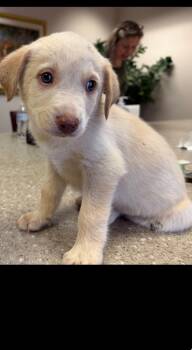 James - Carly Simon Litter -  Husky and Terrier Dog for Adoption in Holly Springs, North Carolina - James - Carly Simon Litter | PetCurious