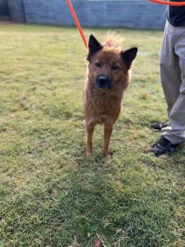 Rescue Chow Chow Dogs for Adoption in Chattanooga, Tennessee - Reba | PetCurious