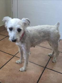 Miniature Schnauzer Dogs Available for Adoption - Haylie | PetCurious