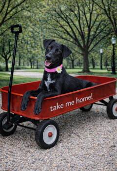 Black Labrador Retriever and German Shorthaired Pointer Dogs Available for Adoption in Houston, Texas - Lou Louanne | PetCurious