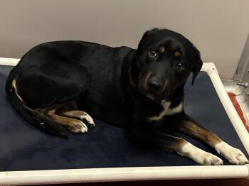 Bachelor -  Rottweiler Dog for Adoption in Mason City, Iowa - Bachelor | PetCurious