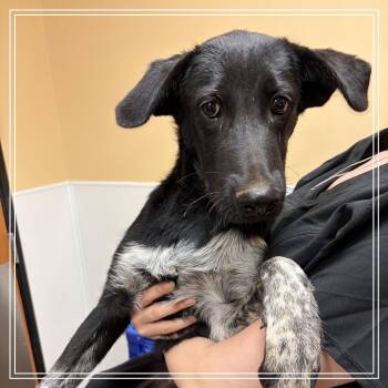 FWT Jet -  German Shepherd Dog and Mixed Breed Dog for Adoption in Midland, Texas - FWT Jet | PetCurious