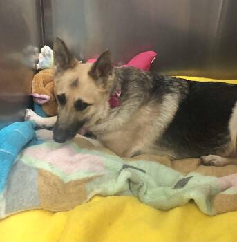 German Shepherd Dog Dogs Available for Adoption in Parma, Ohio - Belle/sasha | PetCurious