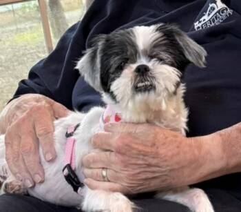 Shih Tzu Dogs Available for Adoption in Williamsburg, Virginia - Abby | PetCurious