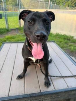 Lalaria -  Pit Bull Terrier Dog for Adoption in Chicago, Illinois - Lalaria | PetCurious