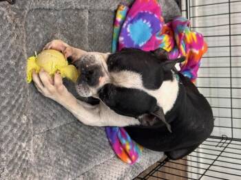 Boston Terrier Dogs Available for Adoption in Van Vleck, Texas - Henry | PetCurious