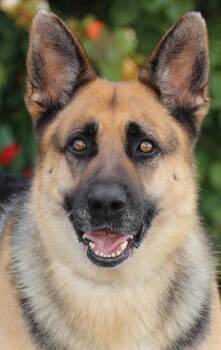 German Shepherd Dog Dogs Available for Adoption in Los Angeles, California - *Lacey Von Merxheim | PetCurious