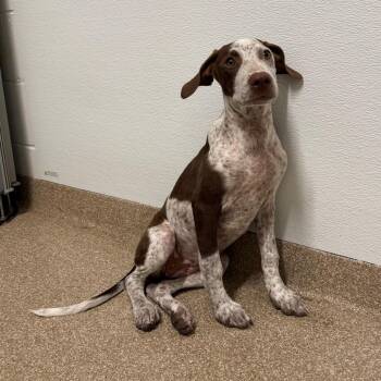 Effa -  German Shorthaired Pointer and Mixed Breed Dog for Adoption in League City, Texas - Effa | PetCurious