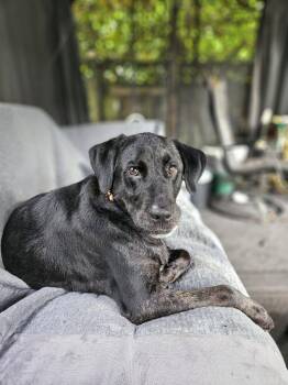 Smokey $500 -  Labrador Retriever Dog for Adoption in West Milwaukee, Wisconsin - Smokey $500 | PetCurious