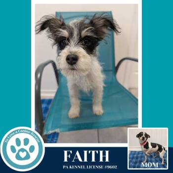 Chihuahua and Schnauzer Dogs Available for Adoption - Faith (Hope