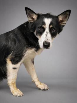 Sprinkles -  Border Collie and Mixed Breed Dog for Adoption in Bowling Green, Kentucky - Sprinkles | PetCurious