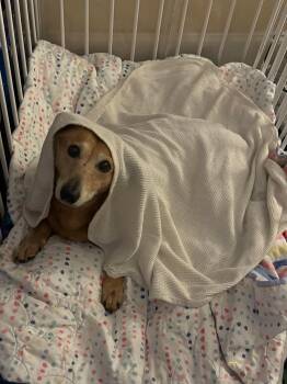 Dachshund and Basset Hound Dogs Available for Adoption - Floppy | PetCurious