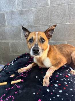 Gracie -  Terrier Dog for Adoption in Campbellsville, Kentucky - Gracie | PetCurious