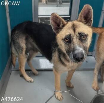 A476624 -  German Shepherd Dog and Mixed Breed Dog for Adoption in Oklahoma City, Oklahoma - A476624 | PetCurious