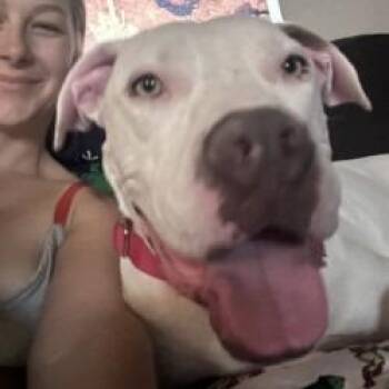 Hercules -  American Staffordshire Terrier and Mixed Breed Dog for Adoption in San Antonio, Texas - Hercules | PetCurious