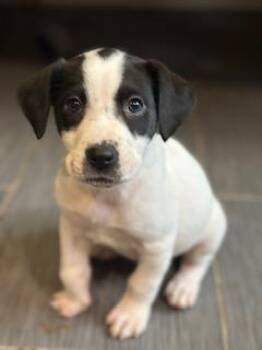 Rescue Shepherd and Pointer Dogs for Adoption in Closter, New Jersey - Molly | PetCurious