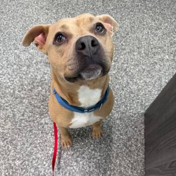 Billy Bob -  American Staffordshire Terrier Dog for Adoption in Riverwoods, Illinois - Billy Bob | PetCurious