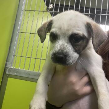 Mixed Breed Dogs Available for Adoption in Spokane, Washington - Tweety | PetCurious