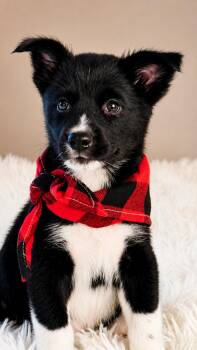 Peabody -  Siberian Husky and Great Pyrenees Dog for Adoption in Nahunta, Georgia - Peabody | PetCurious