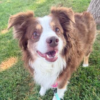 Jimothy -  Australian Shepherd Dog for Adoption in Murray, Utah - Jimothy | PetCurious