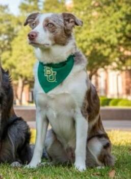 Border Collie and Mixed Breed Dogs Available for Adoption in Morton Grove, Illinois - Gunner | PetCurious