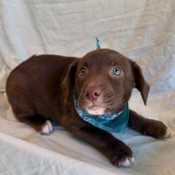 Prague -  Mixed Breed Dog for Adoption in Canal Winchester, Ohio - Prague | PetCurious
