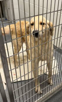 Rescue Golden Retriever Dogs for Adoption in Valrico, Florida - Emma | PetCurious