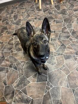 Rescue Terrier and Belgian Shepherd Malinois Dogs for Adoption in Sterling Heights, Michigan - Coraline | PetCurious