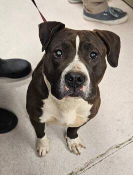 Mixed Breed Dogs Available for Adoption in Sherwood, Arkansas - Poundcake | PetCurious