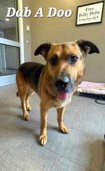 German Shepherd Dog Dogs Available for Adoption in Sidney, Ohio - Dab A Doo Yrly 194 | PetCurious