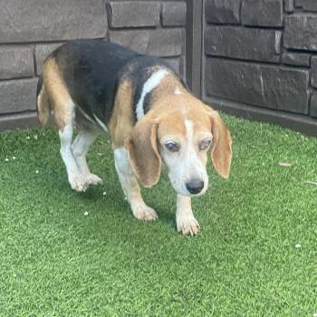 Madame 7531 -  Beagle Dog for Adoption in Loxahatchee Groves, Florida - Madame 7531 | PetCurious