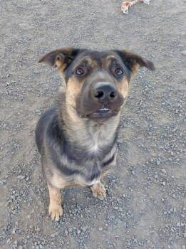 Forrest -  German Shepherd Dog Dog for Adoption in Mcminnville, Oregon - Forrest | PetCurious