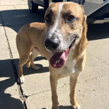 Brewer -  Mixed Breed Dog for Adoption in Bismarck, North Dakota - Brewer | PetCurious