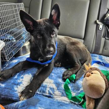 Skeeter -  Mixed Breed Dog for Adoption in Lake Jackson, Texas - Skeeter | PetCurious