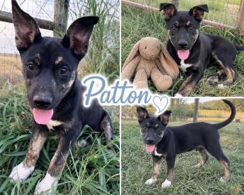 Patton -  Australian Shepherd Dog for Adoption in Zimmerman, Minnesota - Patton | PetCurious