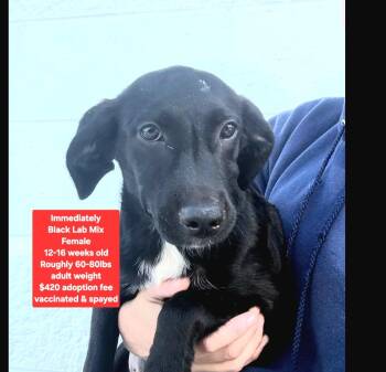 Immediately -  Black Labrador Retriever Dog for Adoption in Oviedo, Florida - Immediately | PetCurious