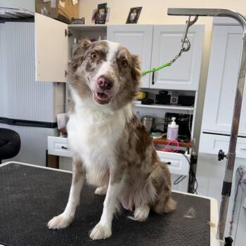 Hailey -  Australian Shepherd Dog for Adoption in Phoenix, Arizona - Hailey | PetCurious