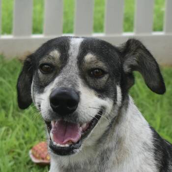 Rescue Mixed Breed Dogs for Adoption in Auburn, Nebraska - Spinach | PetCurious