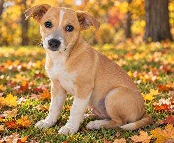 Dash -  Chihuahua and Dachshund Dog for Adoption - Dash | PetCurious