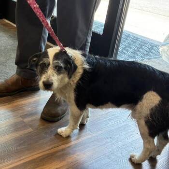 Mixed Breed Dogs Available for Adoption in Jeffersonville, Indiana - Bumper | PetCurious