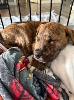 Labrador Retriever and Pit Bull Terrier Dogs Available for Adoption - Tristan | PetCurious